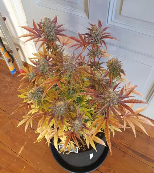 1st grow - Humboldt Seed Company. Week 15 - Pineapple upside down cake 3 - Harvestday: 50/Flower