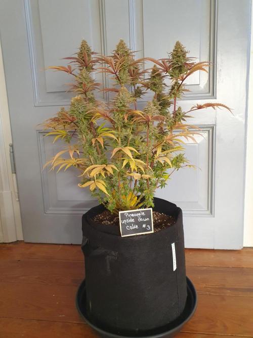 1st grow - Humboldt Seed Company. Week 15 - Pineapple upside down cake 3 - Harvestday: 50/Flower