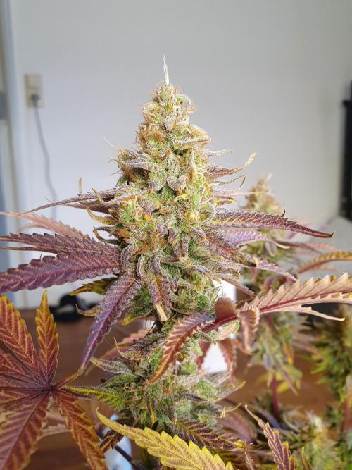 1st grow - Humboldt Seed Company. Week 15 - Pineapple upside down cake 3 - Harvestday: 50/Flower