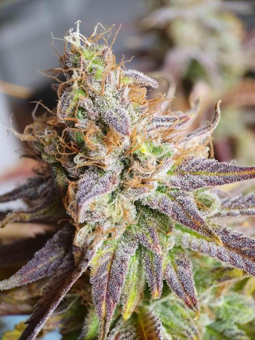 1st grow - Humboldt Seed Company. Week 15 - Pineapple upside down cake 3 - Harvestday: 50/Flower