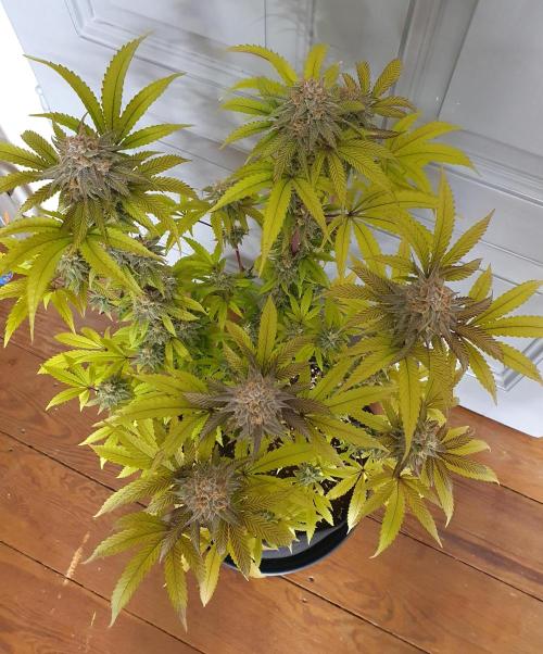 1st grow - Humboldt Seed Company. Week 15 - Pineapple upside down cake 2 - Harvestday: 45/Flower