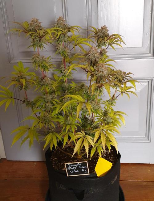 1st grow - Humboldt Seed Company. Week 15 - Pineapple upside down cake 2 - Harvestday: 45/Flower