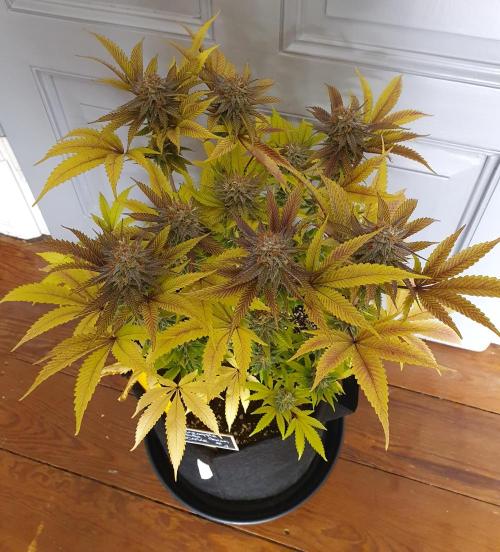 1st grow - Humboldt Seed Company. Week 15 - Pineapple upside down cake 1 - Harvestday: 45/Flower