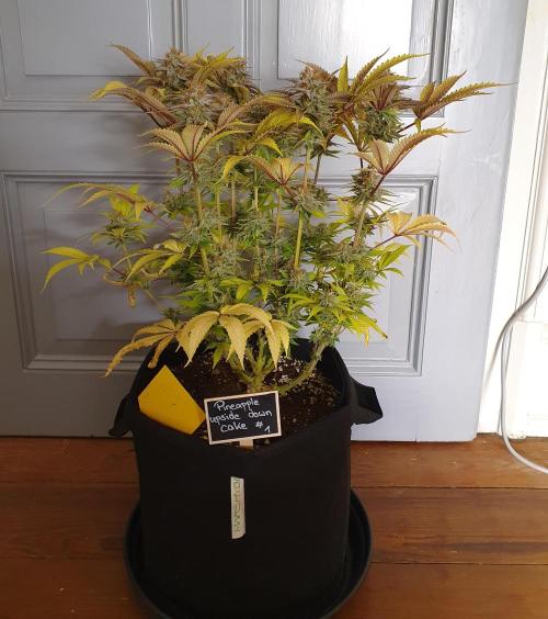 1st grow - Humboldt Seed Company. Week 15 - Pineapple upside down cake 1 - Harvestday: 45/Flower