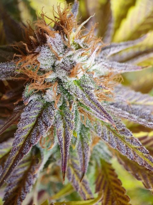 1st grow - Humboldt Seed Company. Week 15 - Pineapple upside down cake 1 - Harvestday: 45/Flower