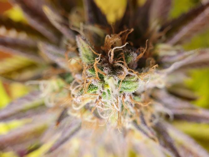 1st grow - Humboldt Seed Company. Week 15 - Pineapple upside down cake 1 - Harvestday: 45/Flower