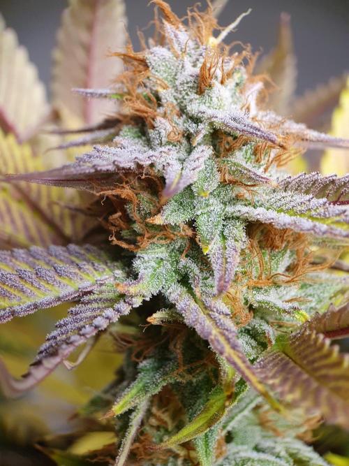 1st grow - Humboldt Seed Company. Week 15 - Pineapple upside down cake 2 - Harvestday: 45/Flower