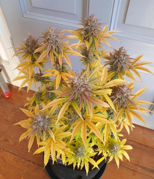 1st grow - Humboldt Seed Company. Week 15 - Blueberry Muffin#1 - Harvestday 50/Flower 