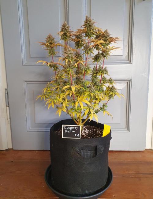 1st grow - Humboldt Seed Company. Week 15 - Blueberry Muffin#1 - Harvestday 50/Flower 