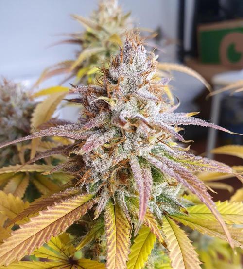 1st grow - Humboldt Seed Company. Week 15 - Blueberry Muffin#1 - Harvestday 50/Flower 