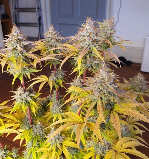 1st grow - Humboldt Seed Company. Week 15 - Blueberry Muffin#1 - Harvestday 50/Flower 