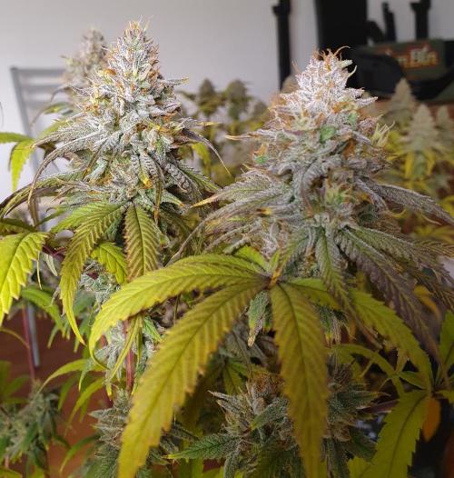 1st grow - Humboldt Seed Company. Week 15 - Blueberry Muffin#3 - Harvestday 50/Flower 