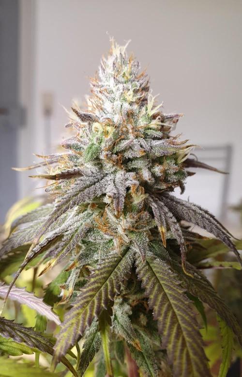 1st grow - Humboldt Seed Company. Week 15 - Blueberry Muffin#3 - Harvestday 50/Flower 