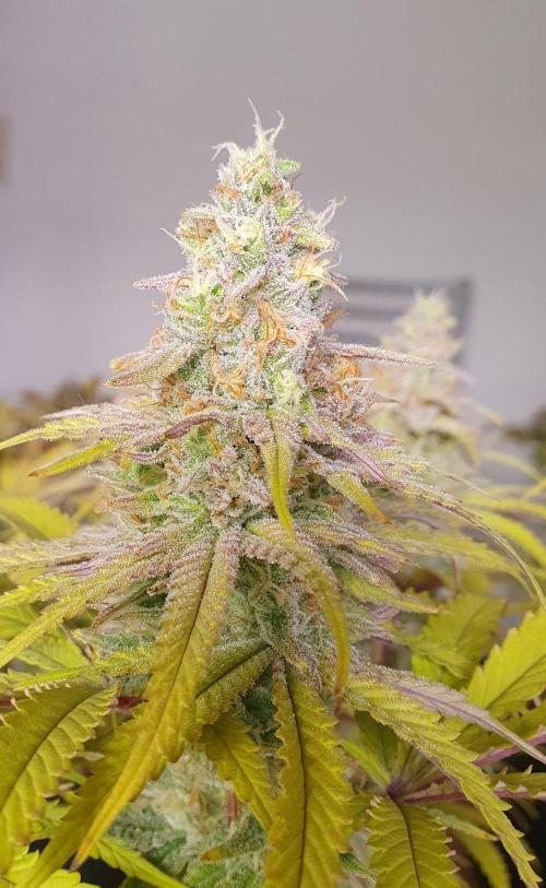 1st grow - Humboldt Seed Company. Week 15 - Blueberry Muffin#2 - Harvestday 50/Flower 