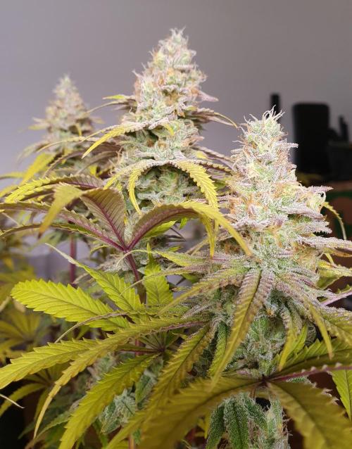 1st grow - Humboldt Seed Company. Week 15 - Blueberry Muffin#2 - Harvestday 50/Flower 