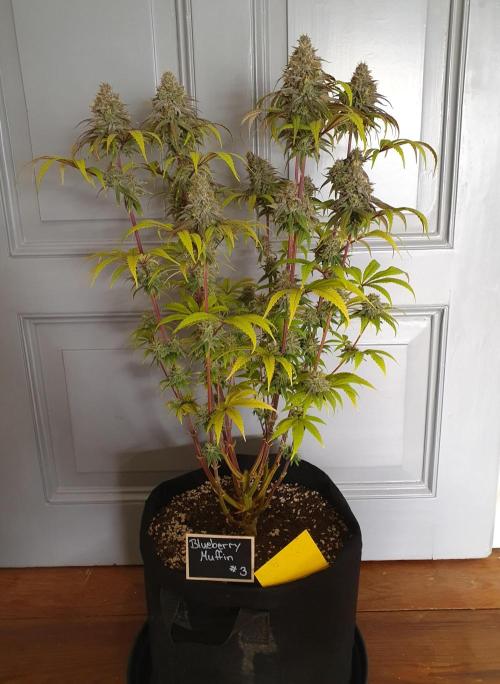1st grow - Humboldt Seed Company. Week 15 - Blueberry Muffin#3 - Harvestday 50/Flower 