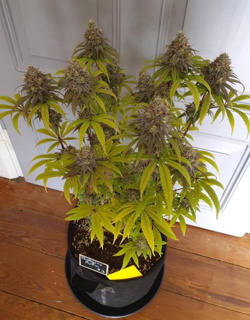1st grow - Humboldt Seed Company. Week 15 - Blueberry Muffin#3 - Harvestday 50/Flower 