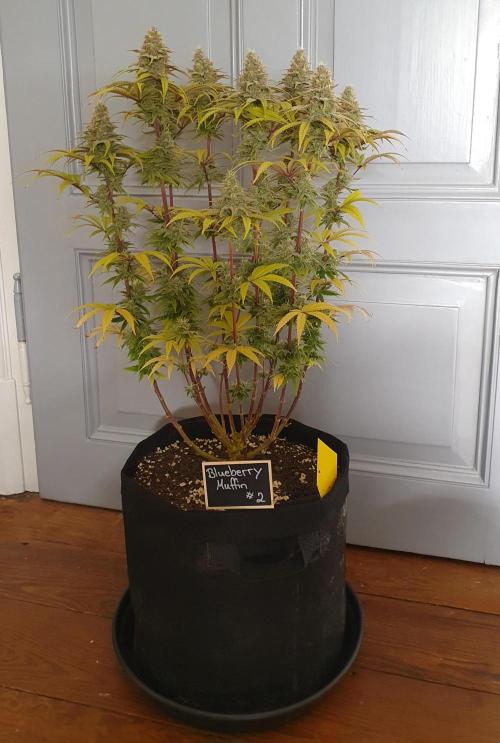 1st grow - Humboldt Seed Company. Week 15 - Blueberry Muffin#2 - Harvestday 50/Flower 