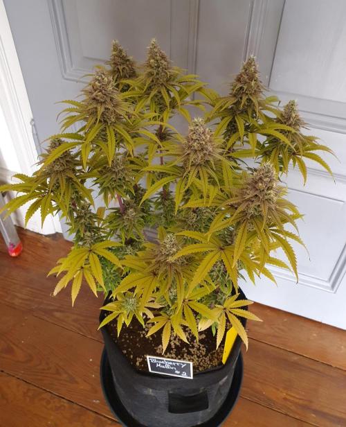 1st grow - Humboldt Seed Company. Week 15 - Blueberry Muffin#2 - Harvestday 50/Flower 