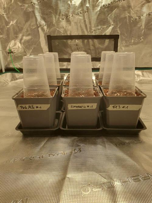 Fx3, Pink Milk & Limonario. Week 0