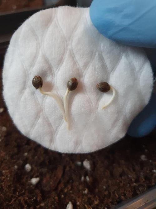 Fx3, Pink Milk & Limonario. Week 0 - Pink Milk