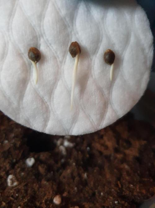 Fx3, Pink Milk & Limonario. Week 0 - Limonario 