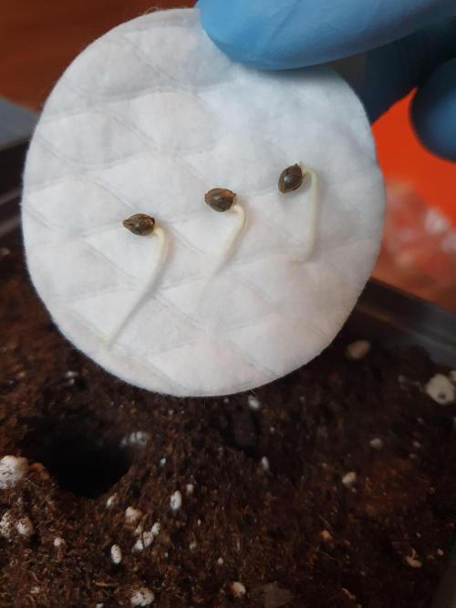 Fx3, Pink Milk & Limonario. Week 0 - Fx3