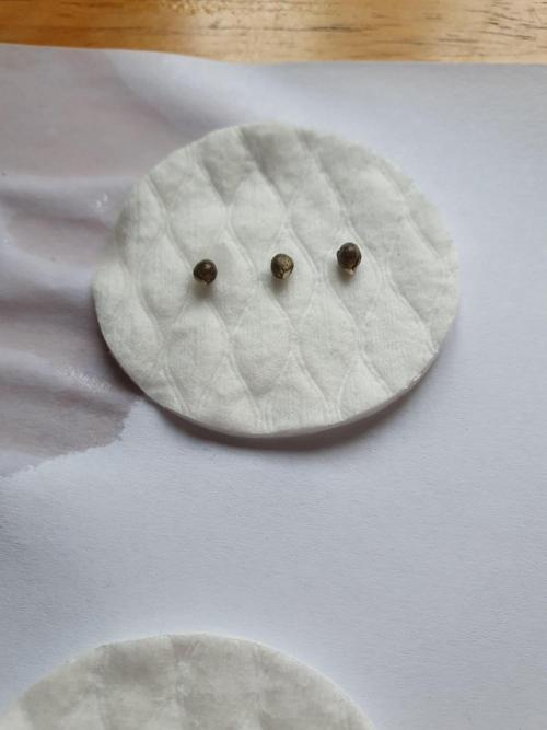 Fx3, Pink Milk & Limonario. Week 0 - Pink Milk after soaking 