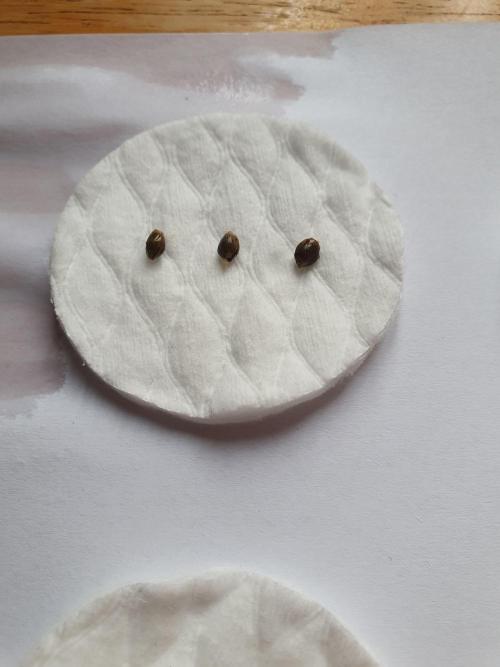 Fx3, Pink Milk & Limonario. Week 0 - Limonario after soaking 