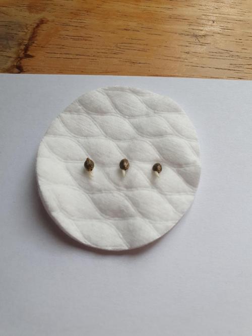 Fx3, Pink Milk & Limonario. Week 0 - Fx3 after soaking 