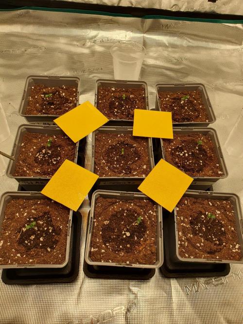 Fx3, Pink Milk & Limonario. Week 1 - Day 1