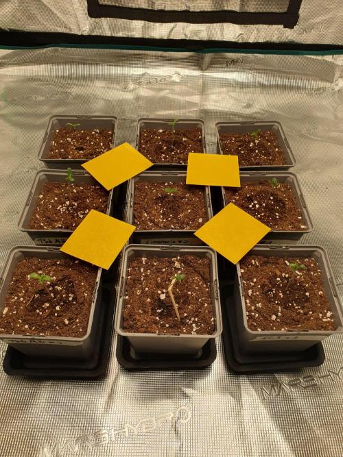 Fx3, Pink Milk & Limonario. Week 1 - Day 2