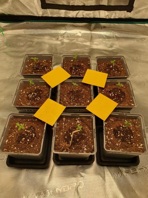 Fx3, Pink Milk & Limonario. Week 1 - Day 3