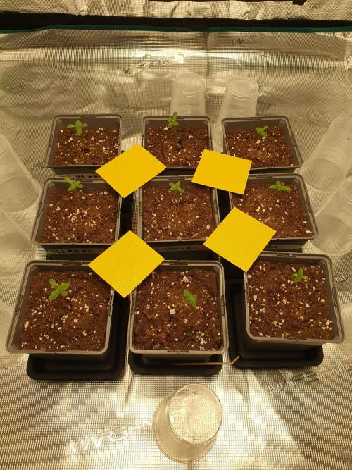 Fx3, Pink Milk & Limonario. Week 1 - Day 4