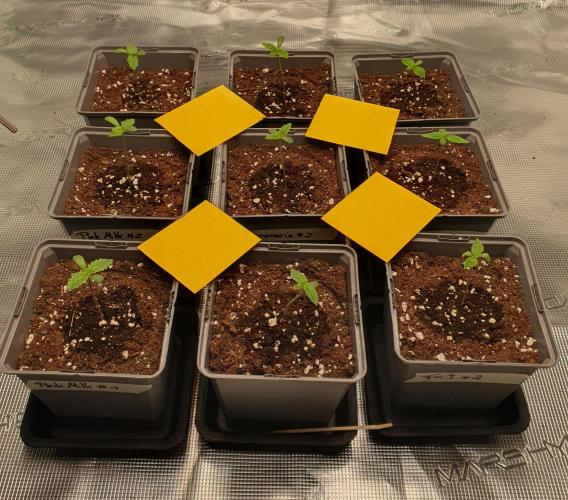 Fx3, Pink Milk & Limonario. Week 1 - Day 5