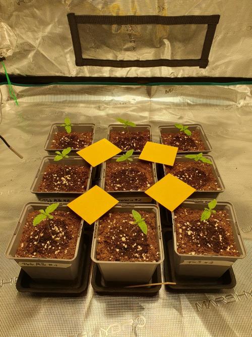 Fx3, Pink Milk & Limonario. Week 1 - Day 7