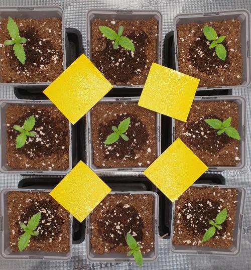 Fx3, Pink Milk & Limonario. Week 1 - Day 7