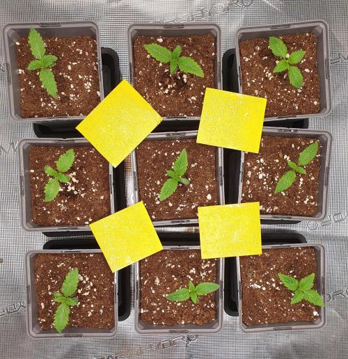 Fx3, Pink Milk & Limonario. Week 2 - Day 8