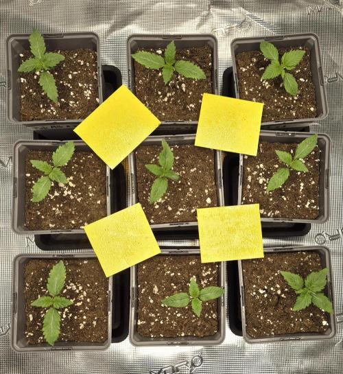 Fx3, Pink Milk & Limonario. Week 2 - Day 9