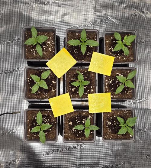 Fx3, Pink Milk & Limonario. Week 2 - Day 10