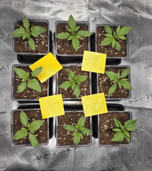 Fx3, Pink Milk & Limonario. Week 2 - Day 11