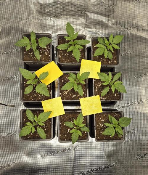 Fx3, Pink Milk & Limonario. Week 2 - Day 12