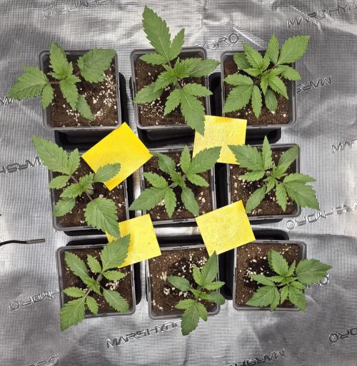 Fx3, Pink Milk & Limonario. Week 2 - Day 13