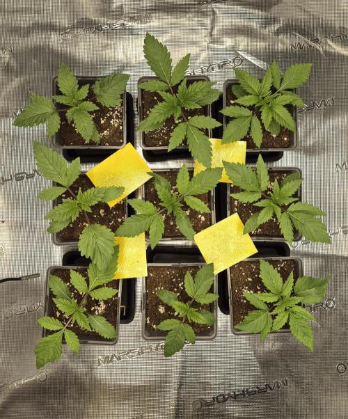 Fx3, Pink Milk & Limonario. Week 2 - Day 14