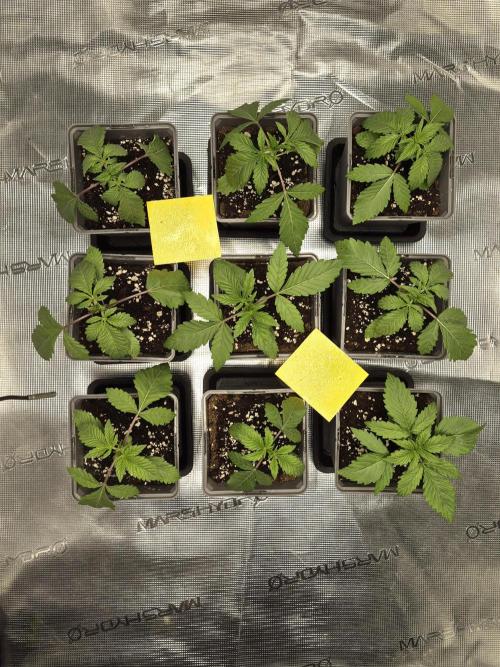 Fx3, Pink Milk & Limonario. Week 3 - Day 15