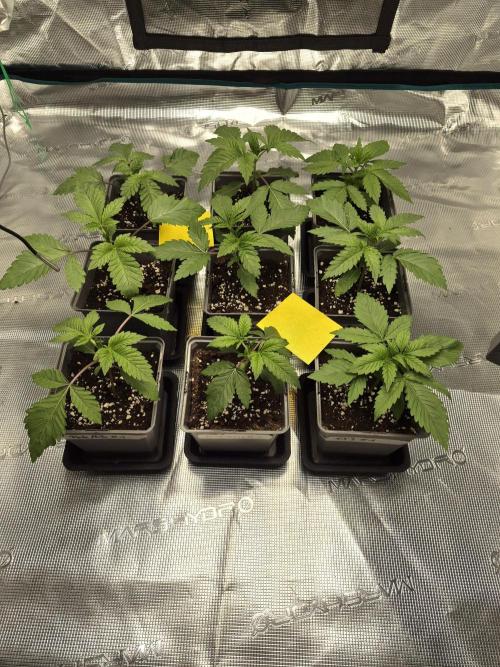 Fx3, Pink Milk & Limonario. Week 3 - Day 16