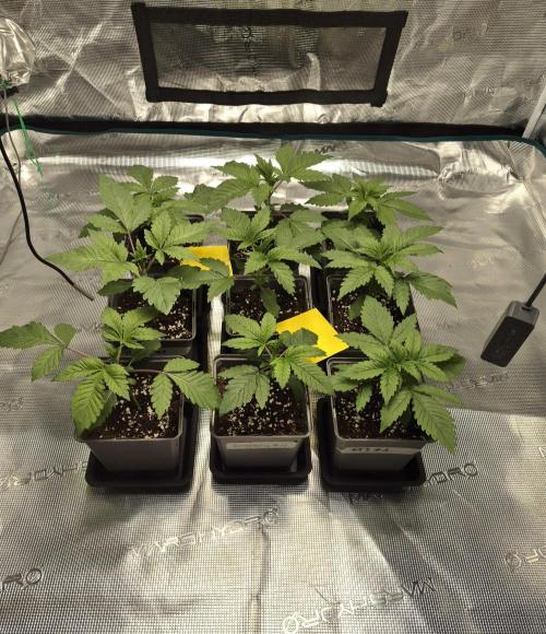 Fx3, Pink Milk & Limonario. Week 3 - Day 17