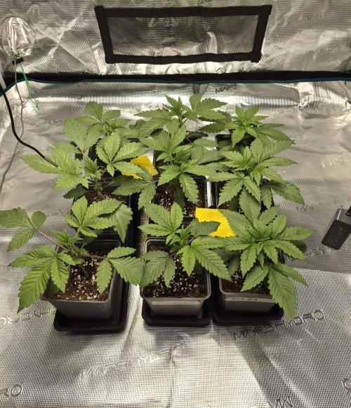 Fx3, Pink Milk & Limonario. Week 3 - Day 18