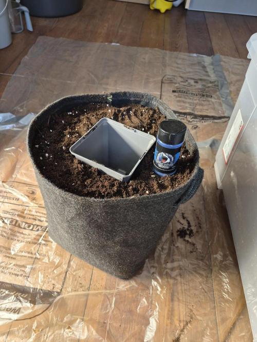 Fx3, Pink Milk & Limonario. Week 3 - Transplanting Day (19)