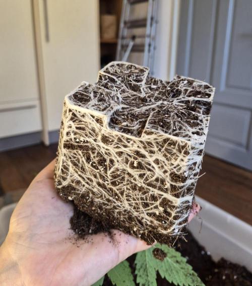 Fx3, Pink Milk & Limonario. Week 3 - Fx3